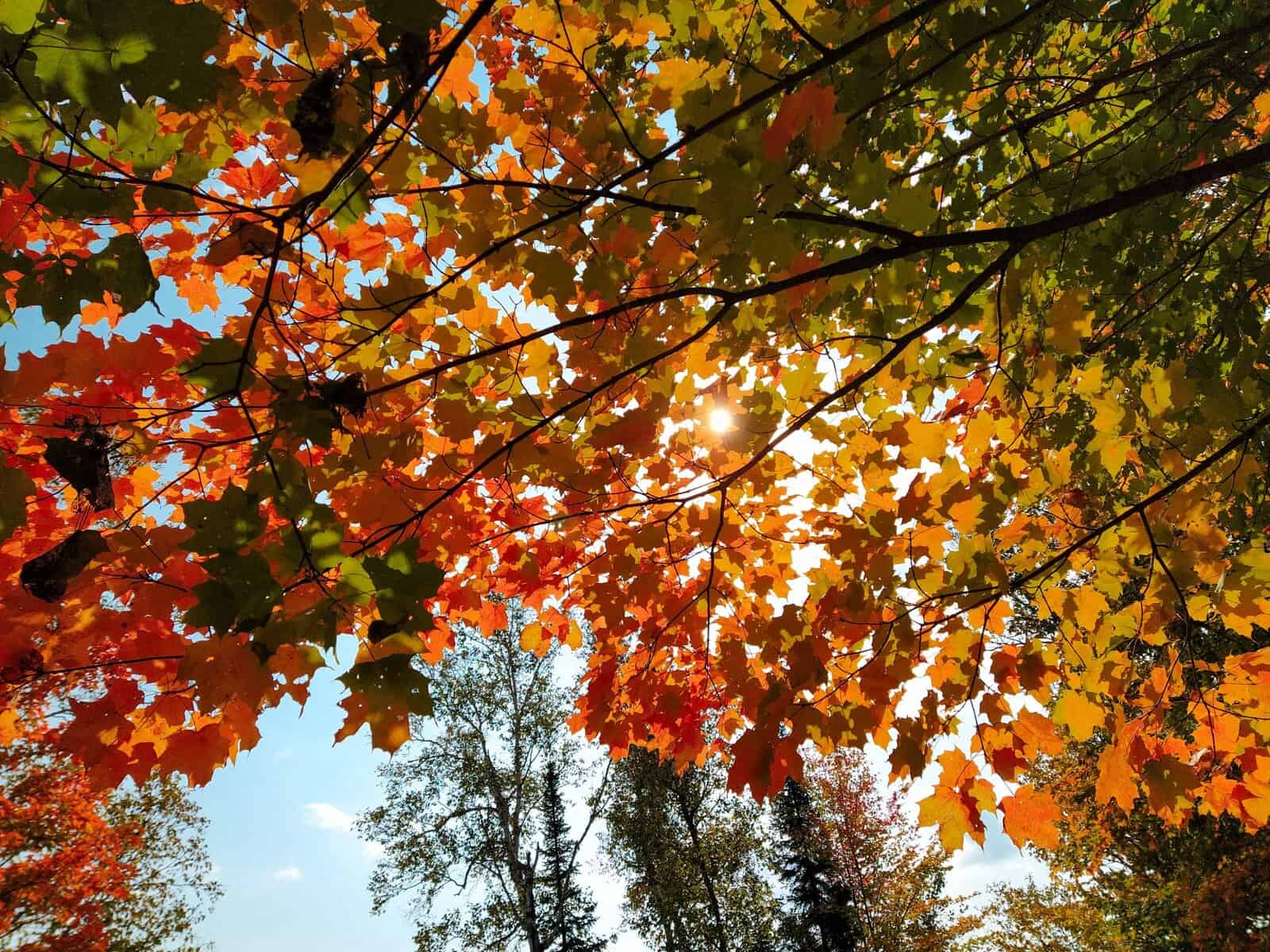 maple tree with fall colours