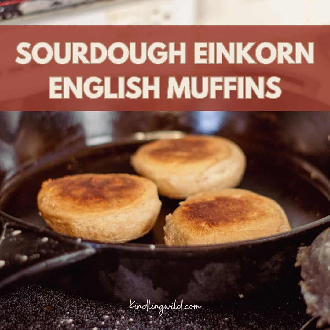 Easy Overnight Einkorn Sourdough English Muffins