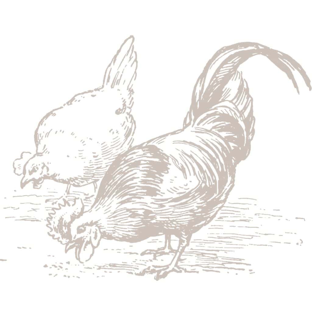chickens pecking