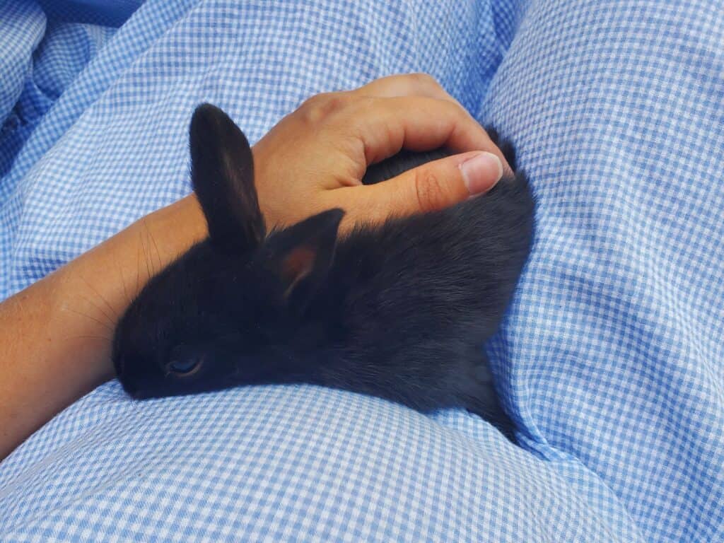 woman in blue gingham dress holding a black juvenile rabbit on her pregnant belly
