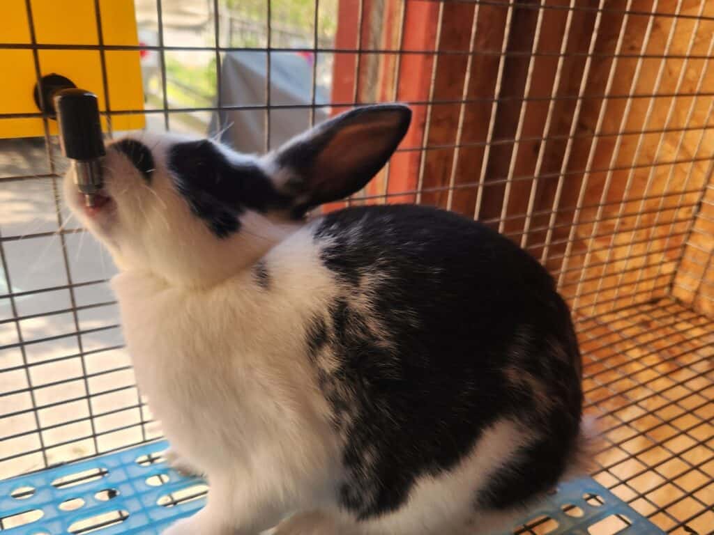 a rabbit drinking from a waterer