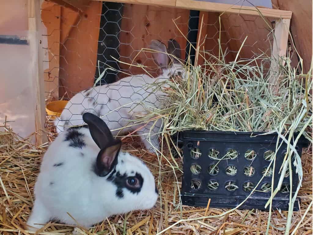 two white and brown rabbits in a hutch