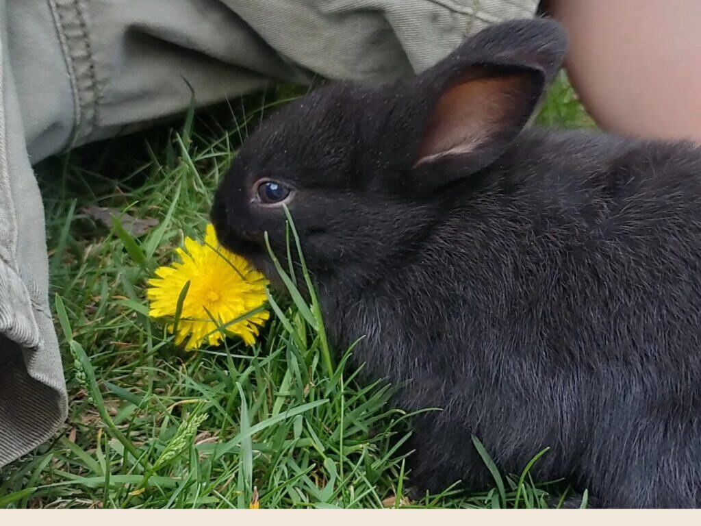 young rabbit nibbling a dandelion