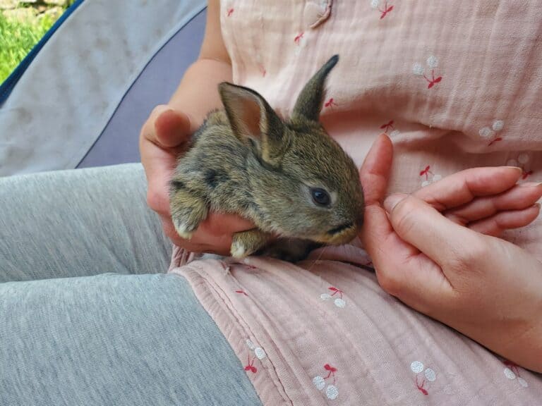 brown baby rabbit in a lap