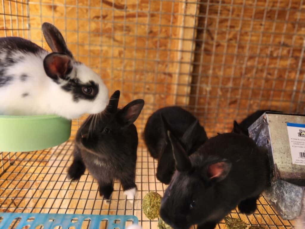juvenile rabbits in a cage